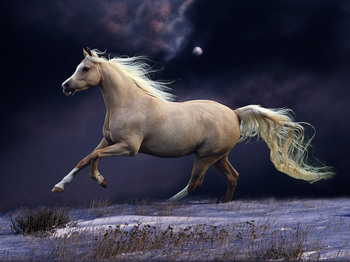 白い馬.jpg