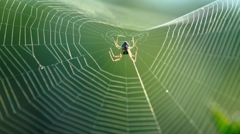 蜘蛛.jpg